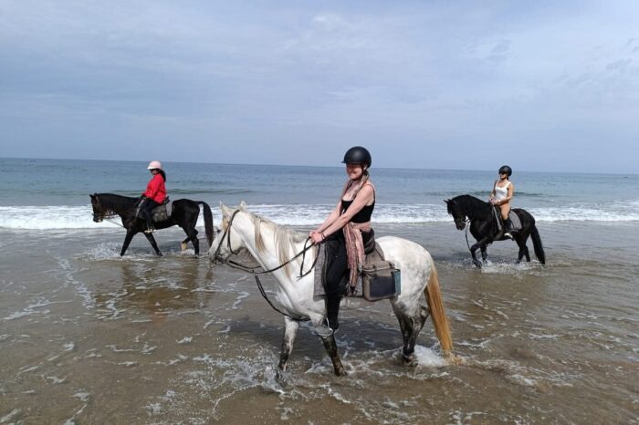 Cheval Agadir