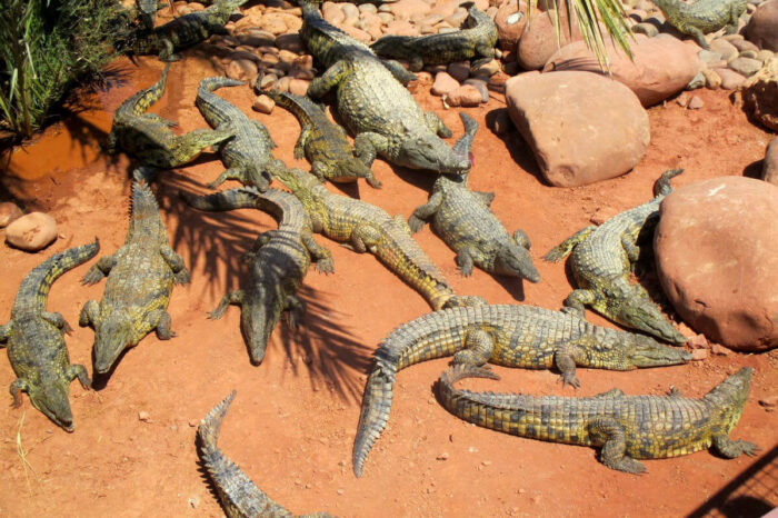 Le Parc de Crocodile d&rsquo;Agadir
